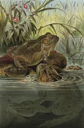 Bullfrog